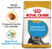 Schnauzer Cachorro